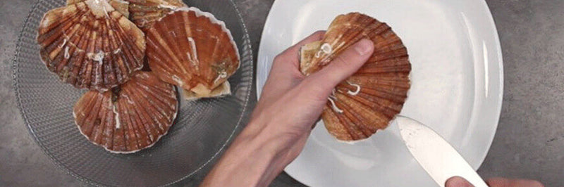 Comment ouvrir et nettoyer une coquille St-Jacques ?