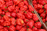 Sauce Martin Armageddon force 10/12 piment pur cru 100g